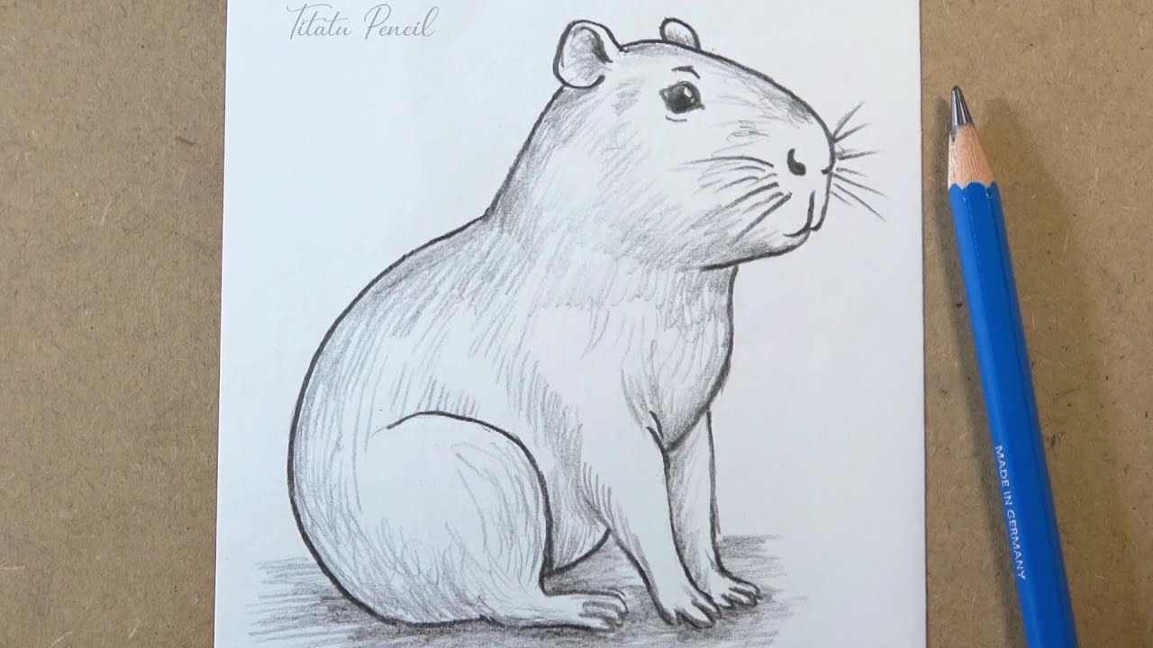 Pencil drawing of a capybara